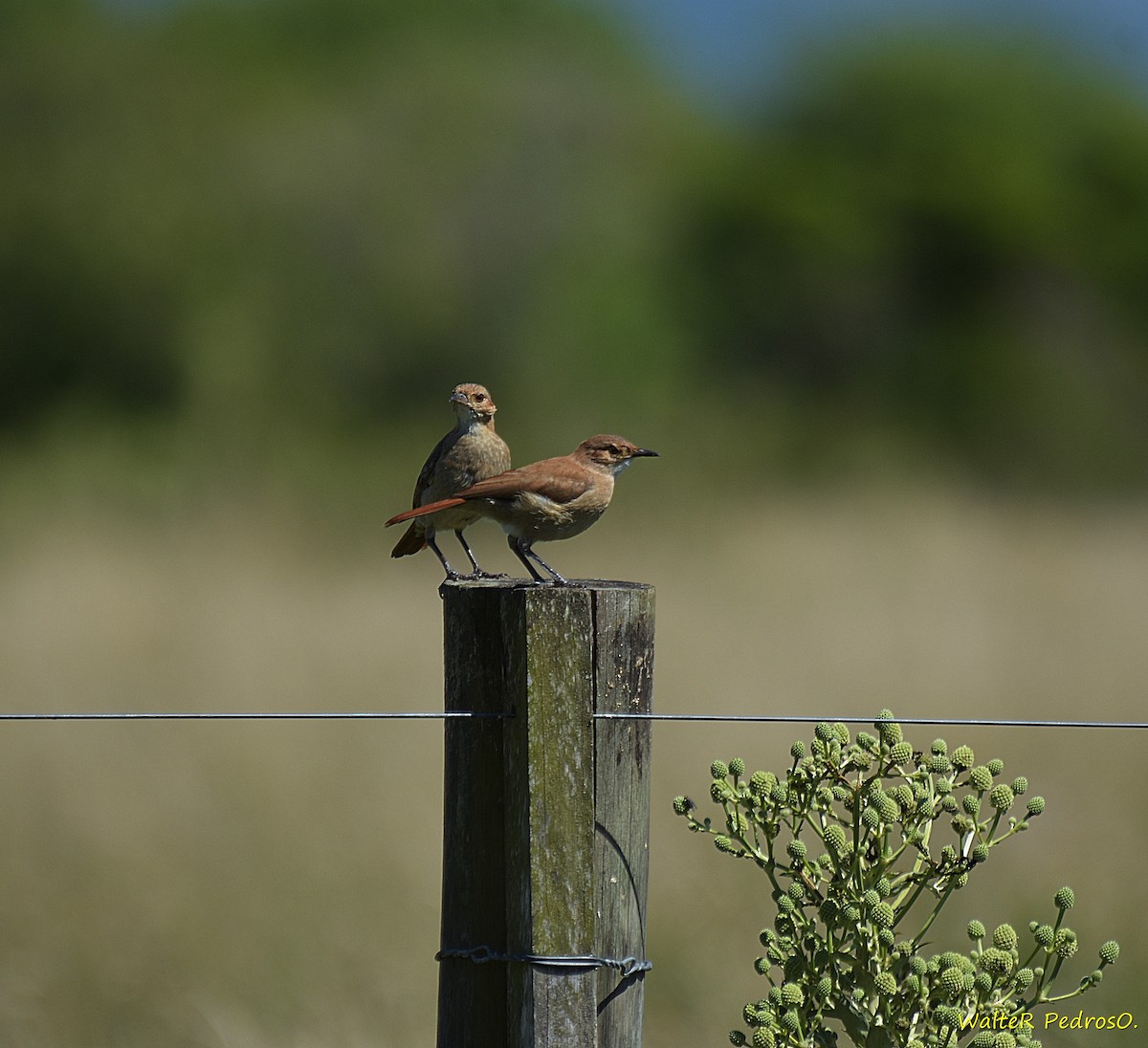 セアカカマドドリ - ML646348978