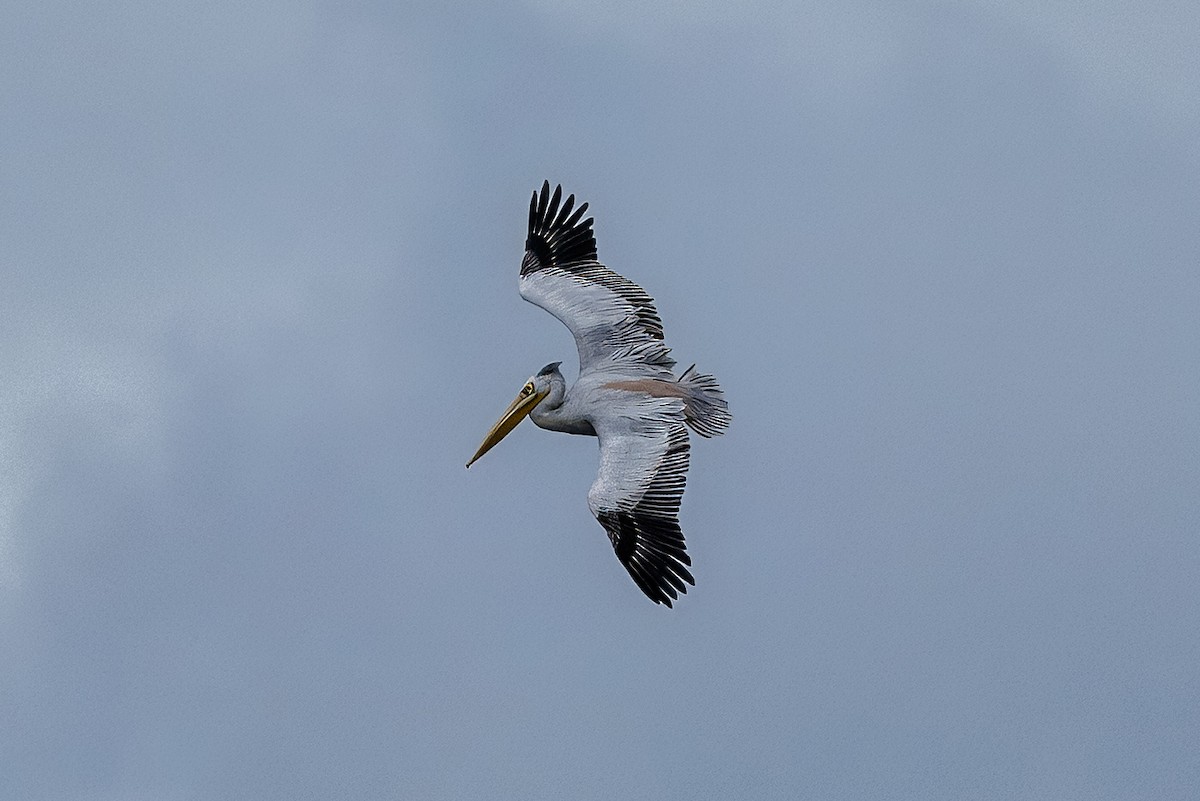 コシベニペリカン - ML646348980