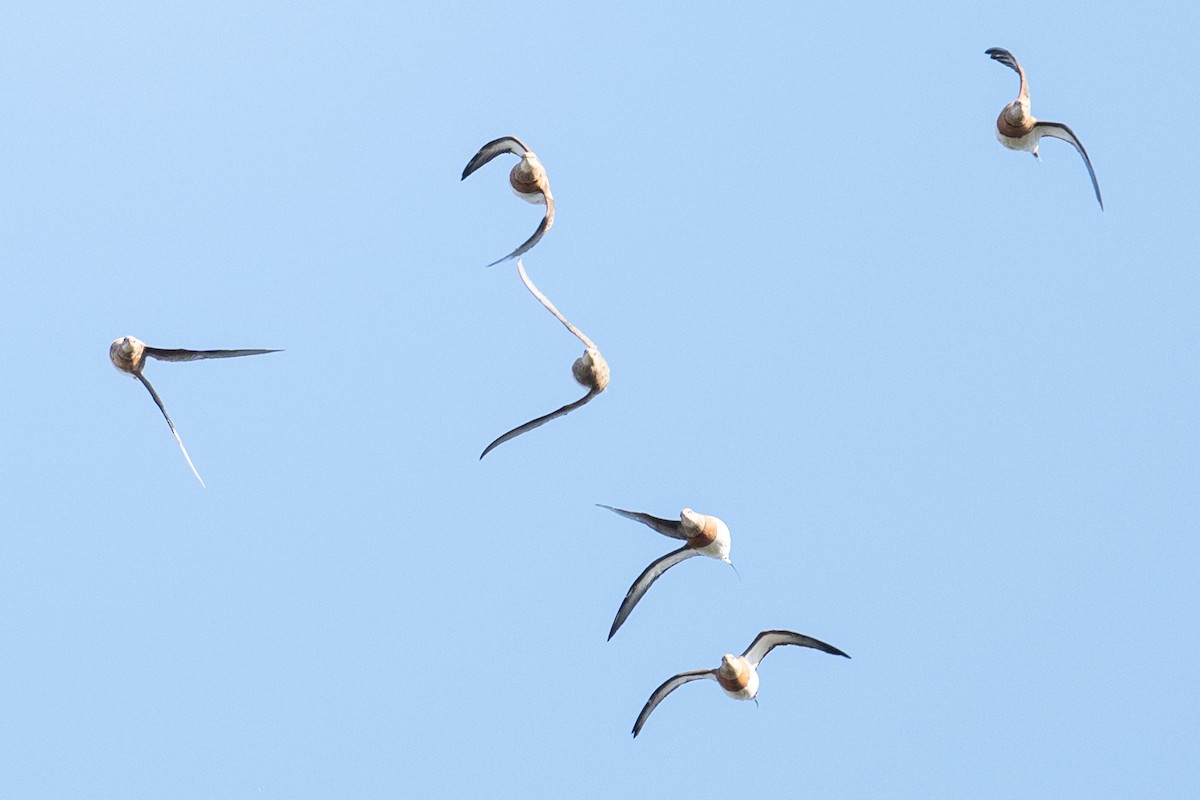 シロハラサケイ - ML646348981