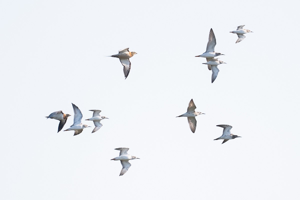 シロハラサケイ - ML646348982