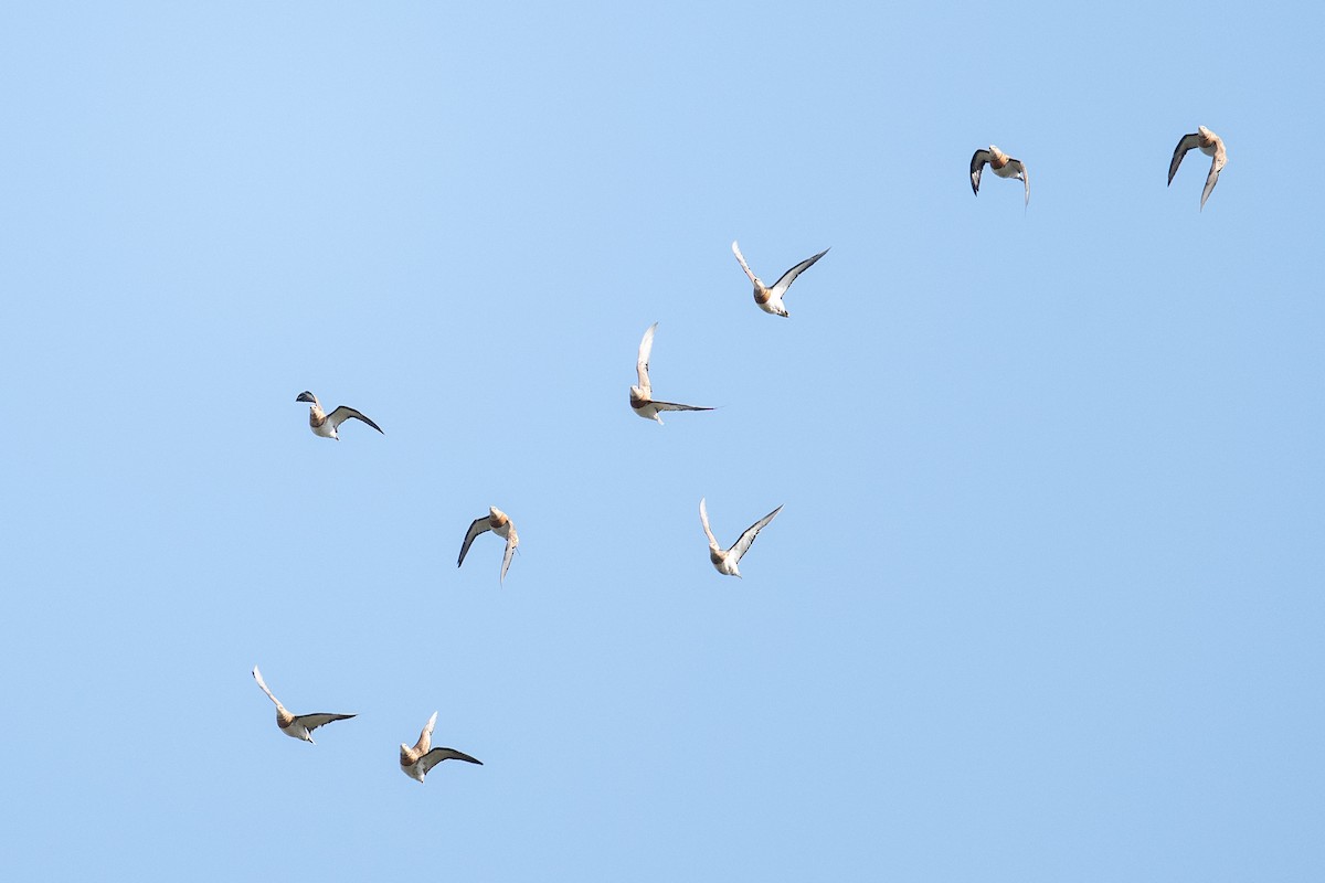 シロハラサケイ - ML646348983