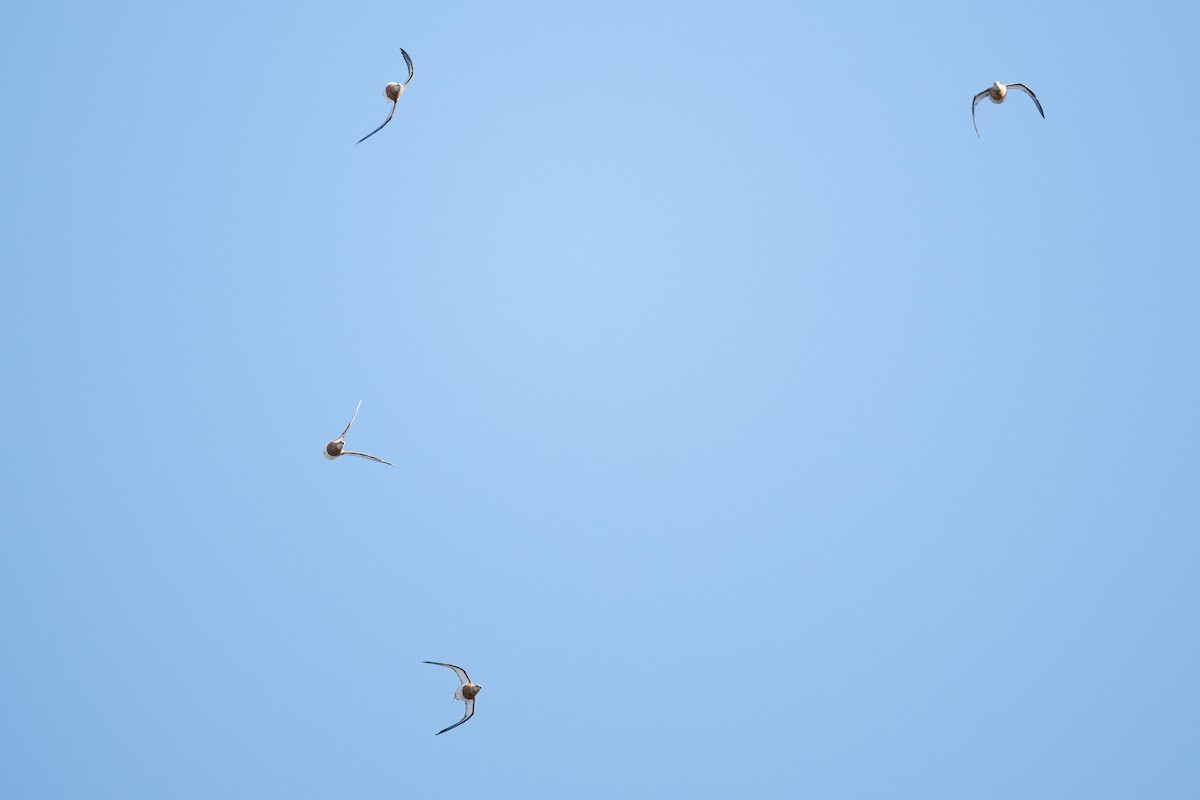 Pin-tailed Sandgrouse - ML646348984