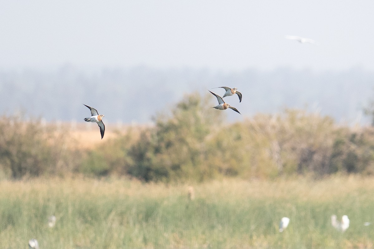 Pin-tailed Sandgrouse - ML646348985