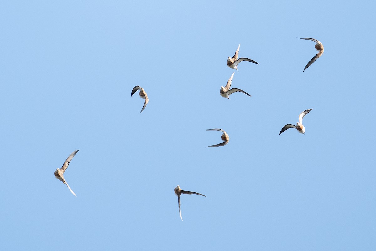 Pin-tailed Sandgrouse - ML646348986
