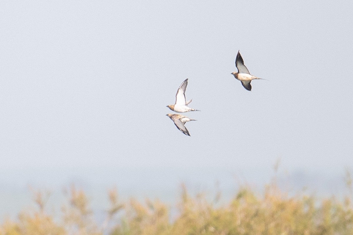 Pin-tailed Sandgrouse - ML646348987