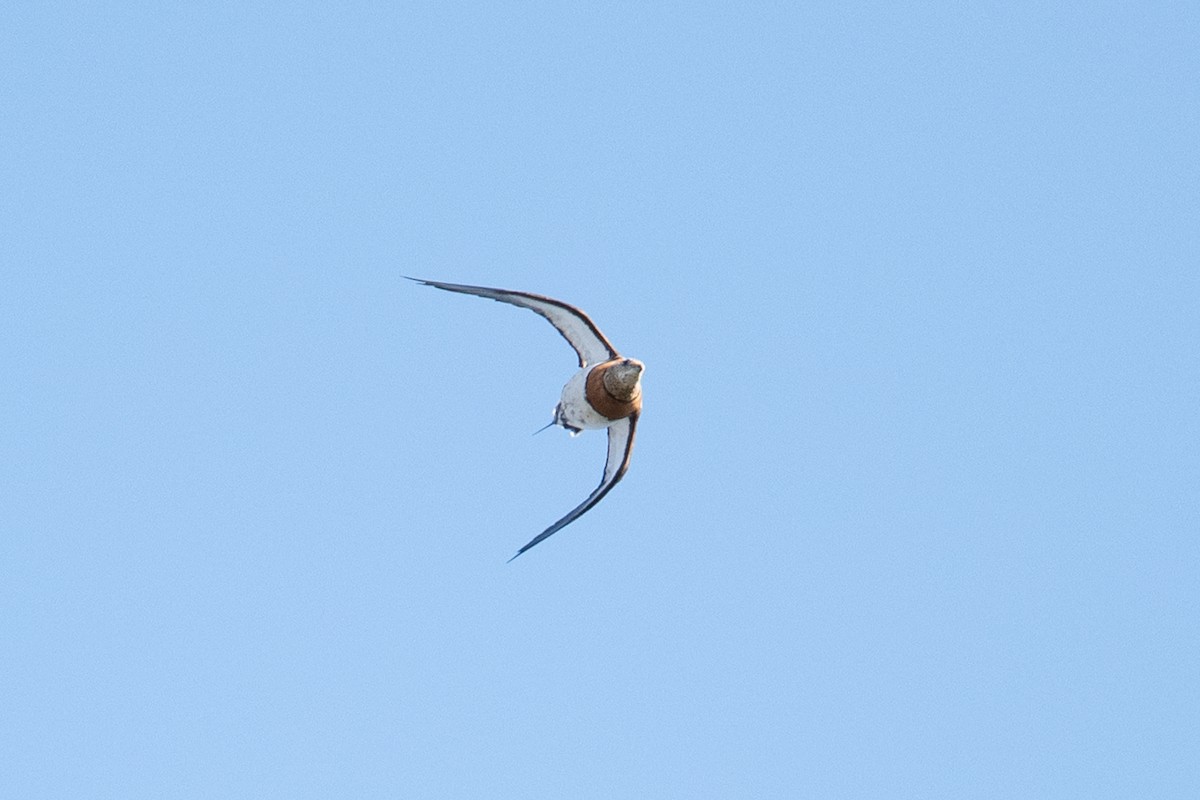 Pin-tailed Sandgrouse - ML646348988