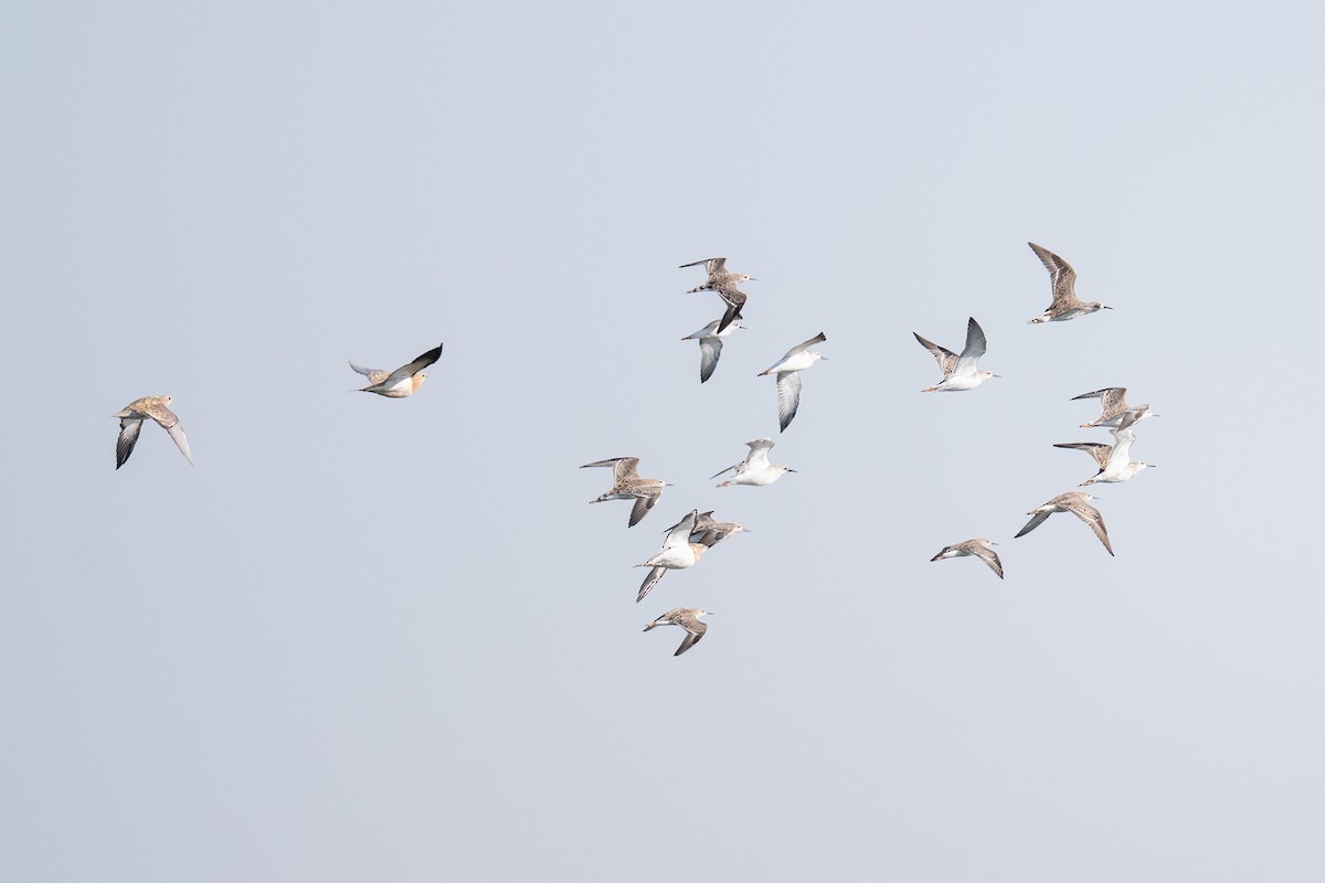 Pin-tailed Sandgrouse - ML646348989