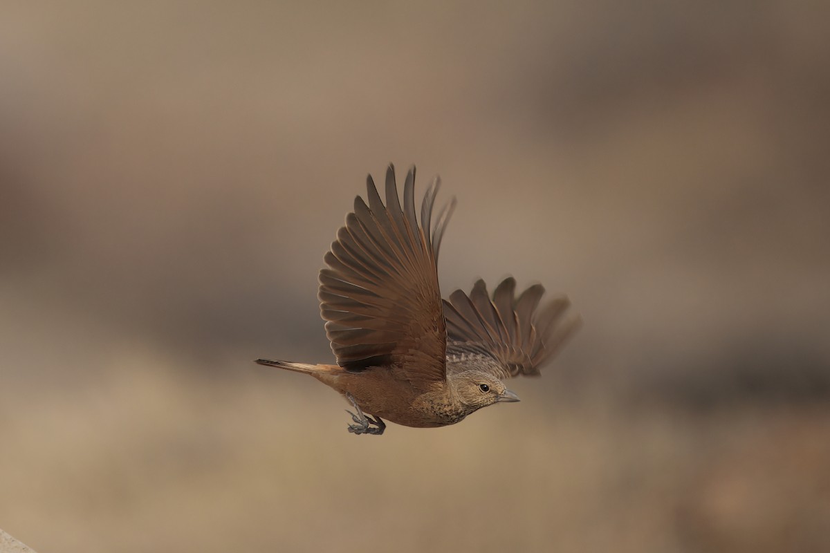 インドスナヒバリ - ML646348990