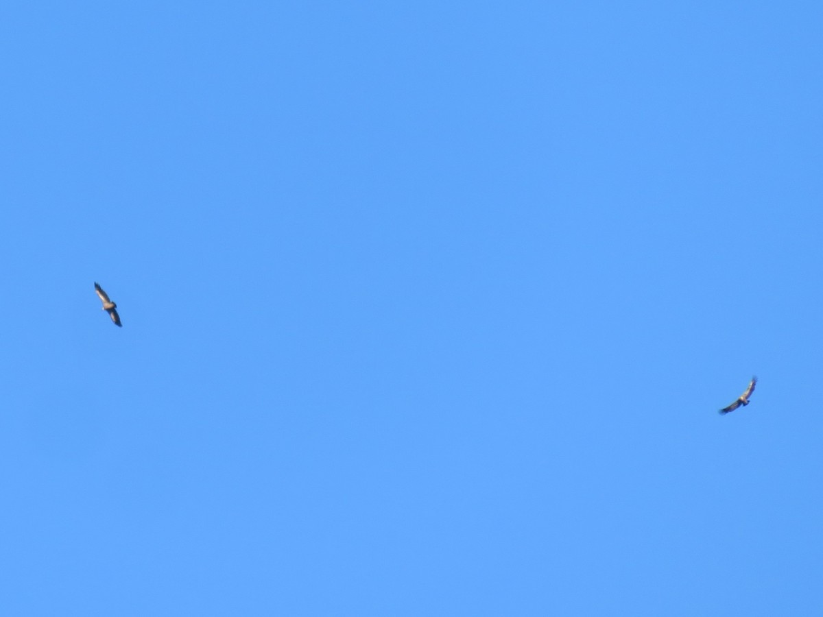 Eurasian Griffon - ML646348993