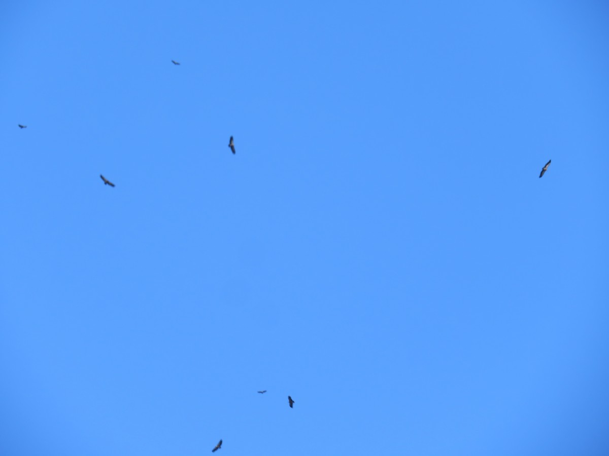 Eurasian Griffon - ML646348994