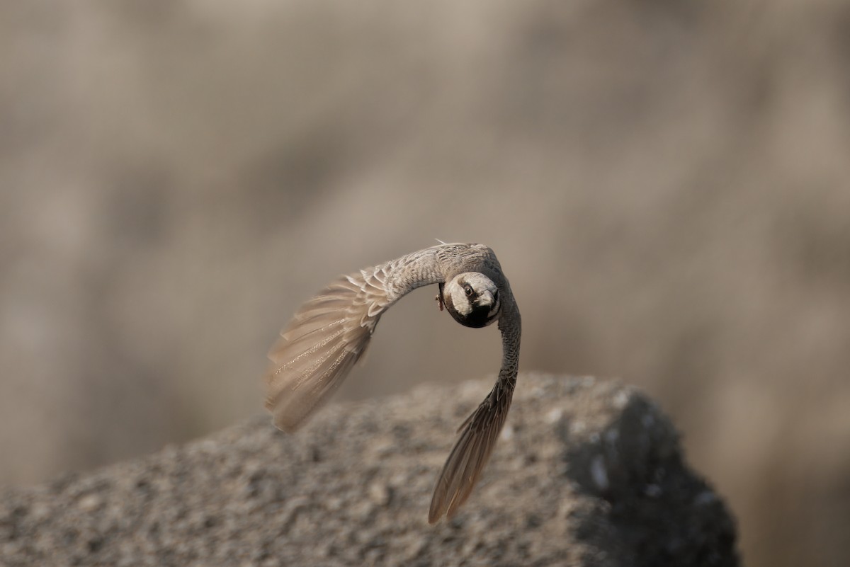 Ashy-crowned Sparrow-Lark - ML646348997