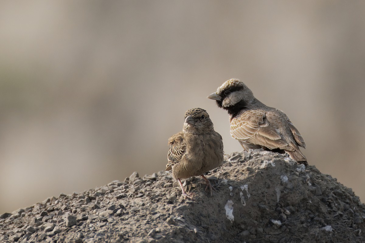 Ashy-crowned Sparrow-Lark - ML646348998