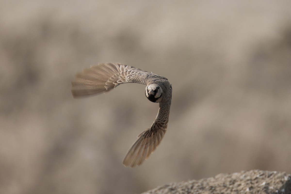 Ashy-crowned Sparrow-Lark - ML646348999