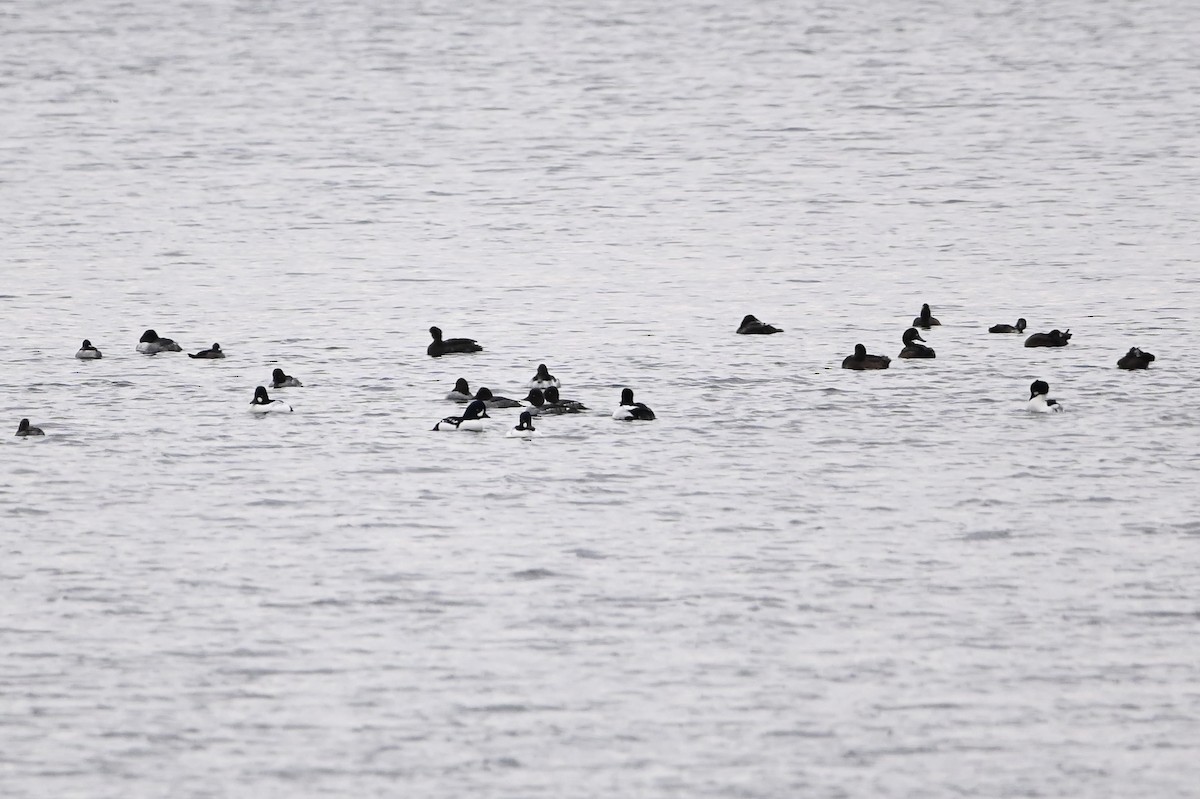 Barrow's Goldeneye - ML646349001