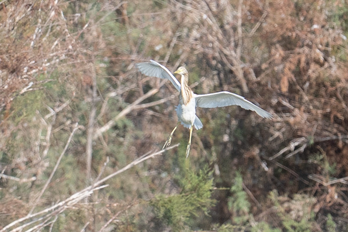 Squacco Heron - ML646349004
