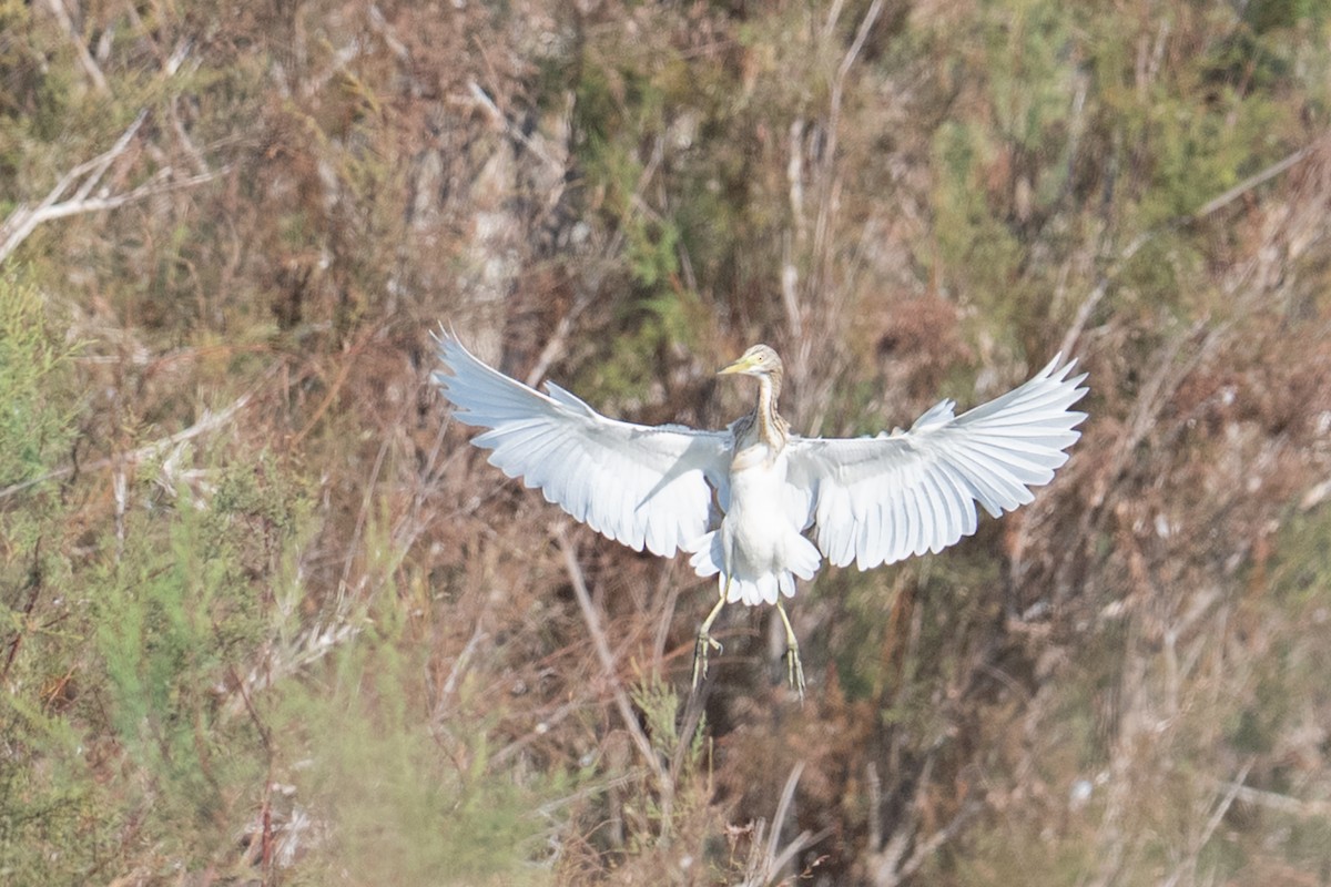 Squacco Heron - ML646349006