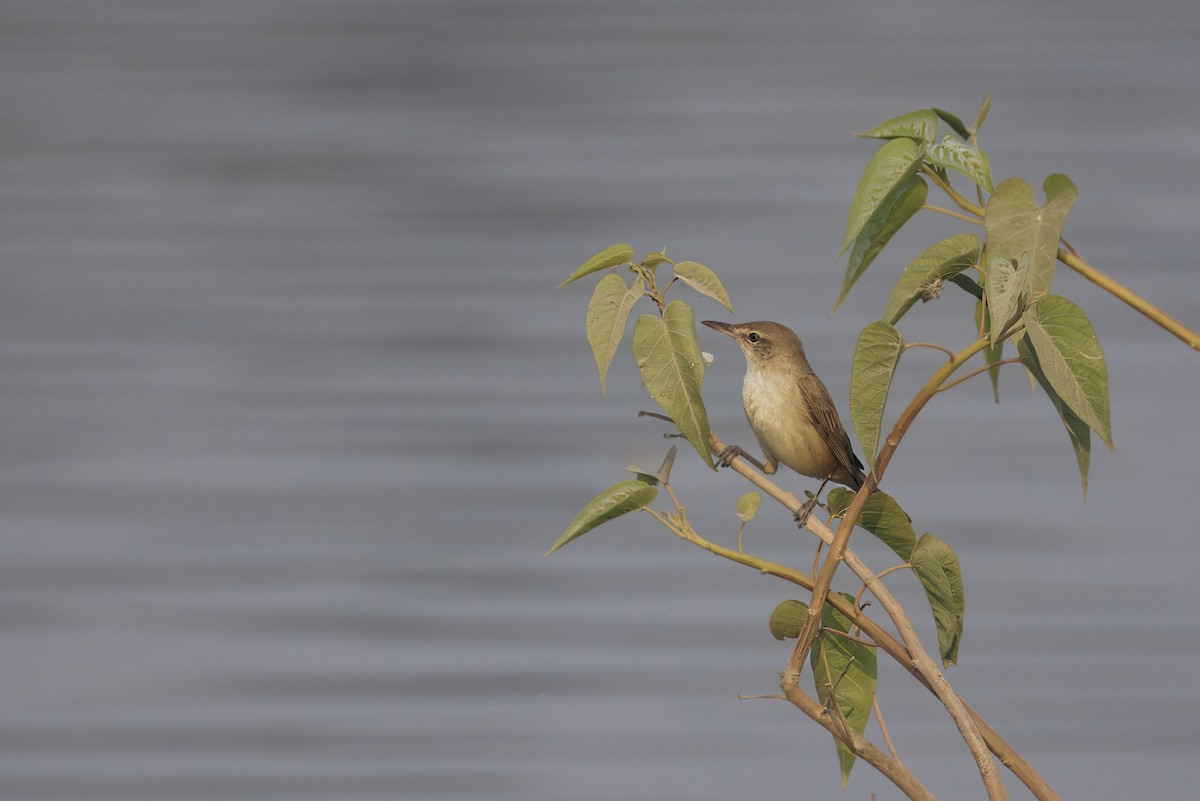 Clamorous Reed Warbler - ML646349007