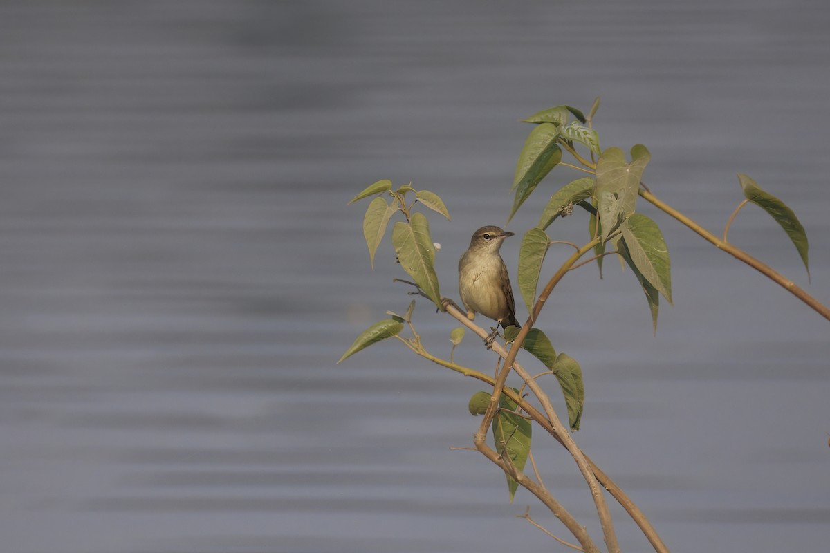 Clamorous Reed Warbler - ML646349008