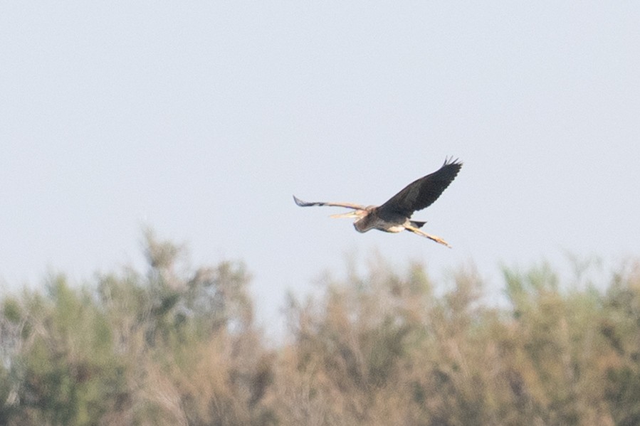 Purple Heron - ML646349013