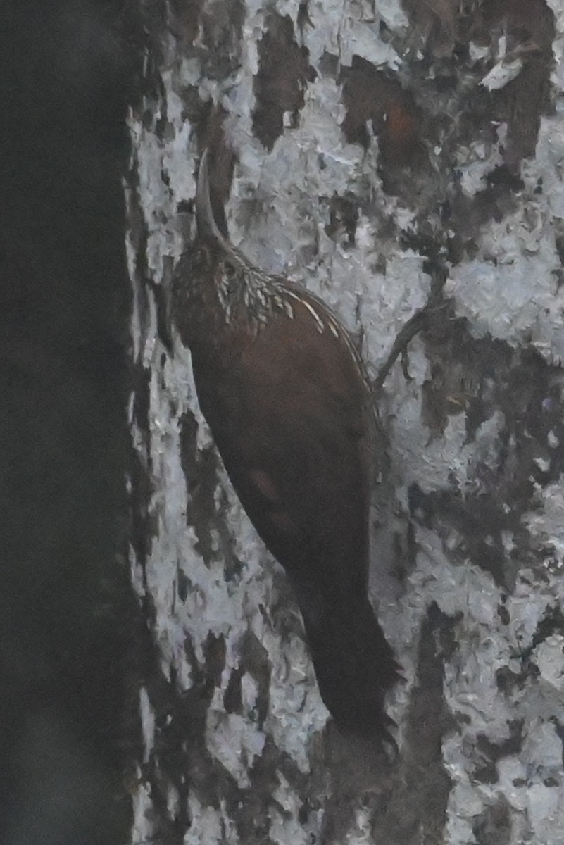 Dağ Tırmaşık - ML646349018