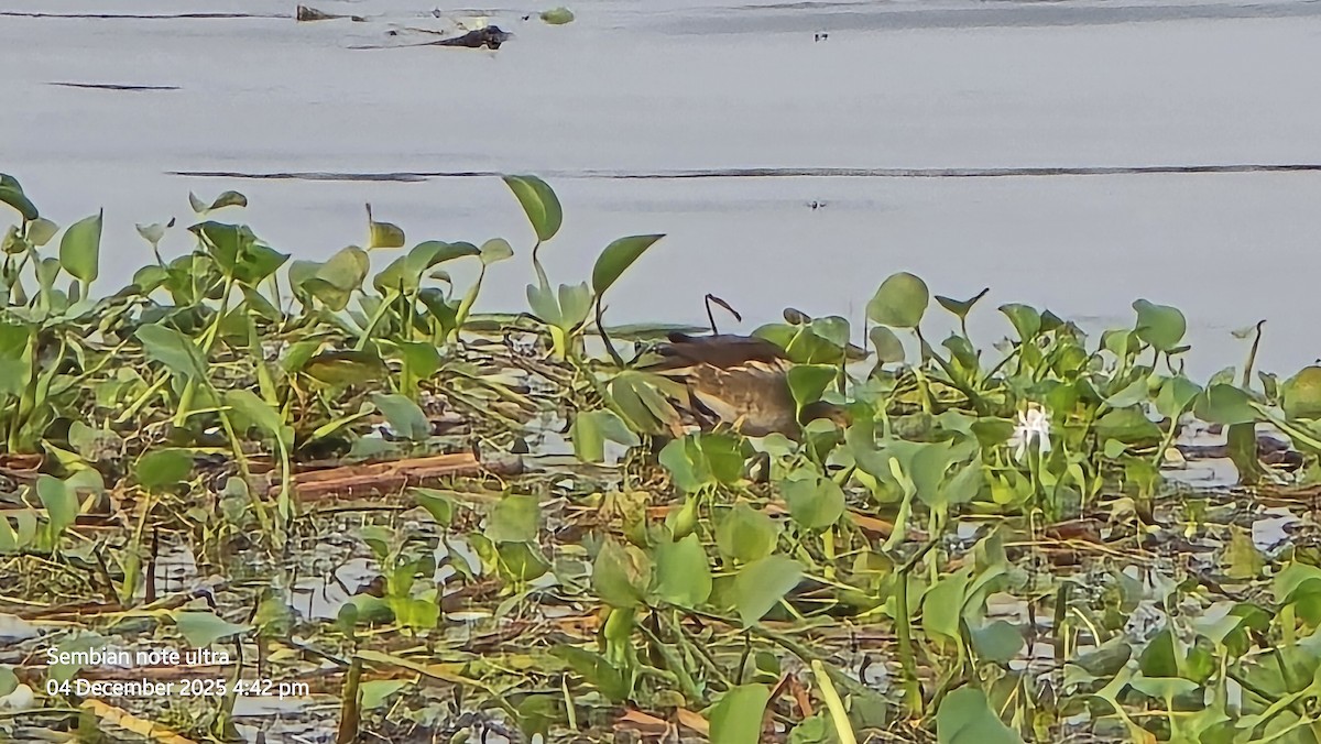 bronsebladhøne - ML646349023