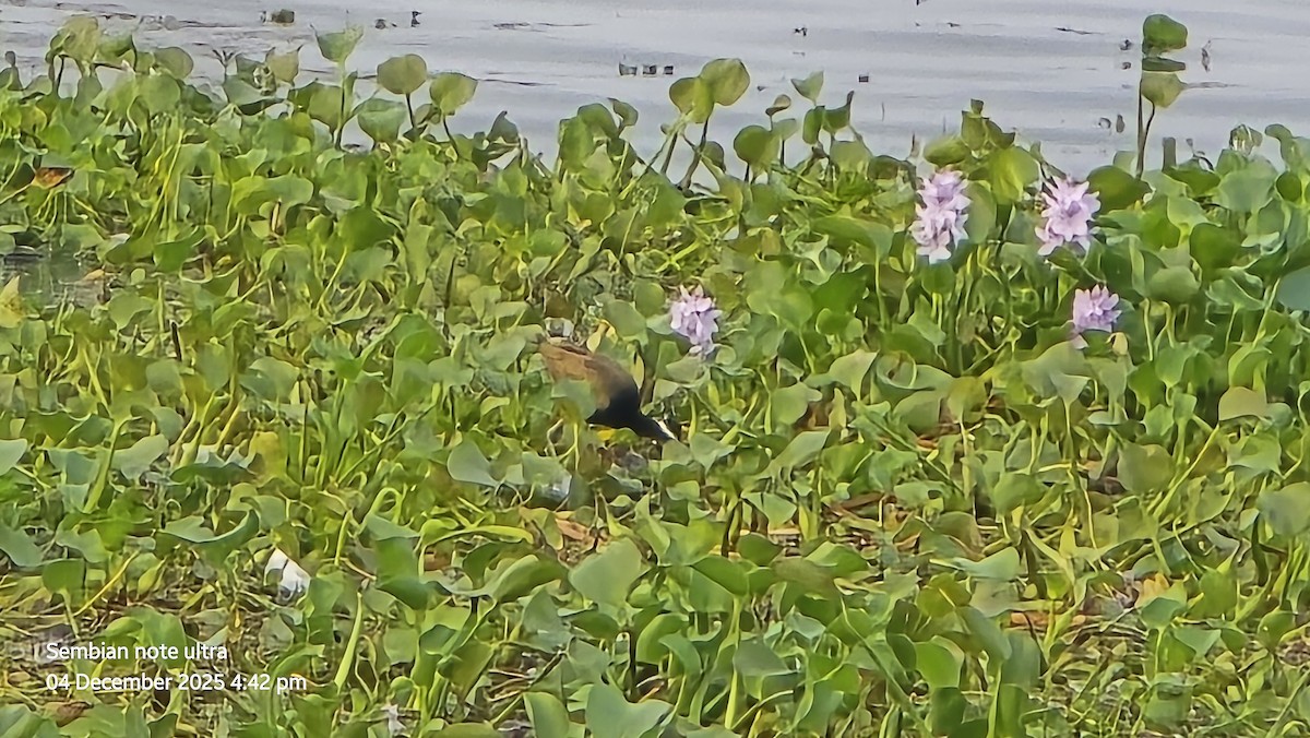 bronsebladhøne - ML646349024