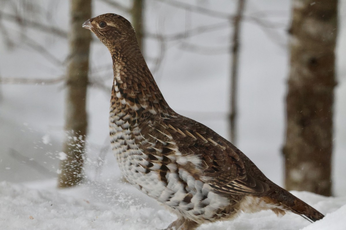 kragejerpe - ML646349025