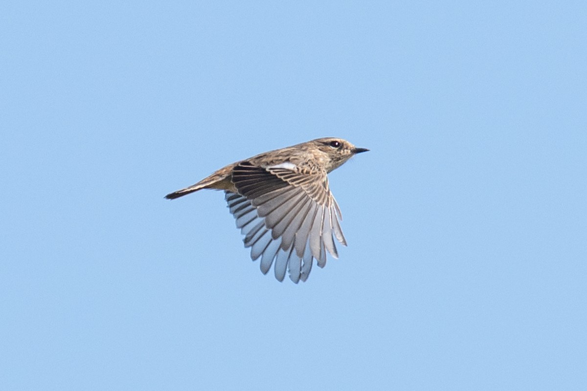 svartstrupe - ML646349026