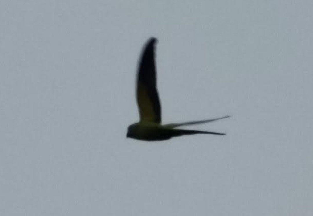 halsbåndparakitt - ML646349028