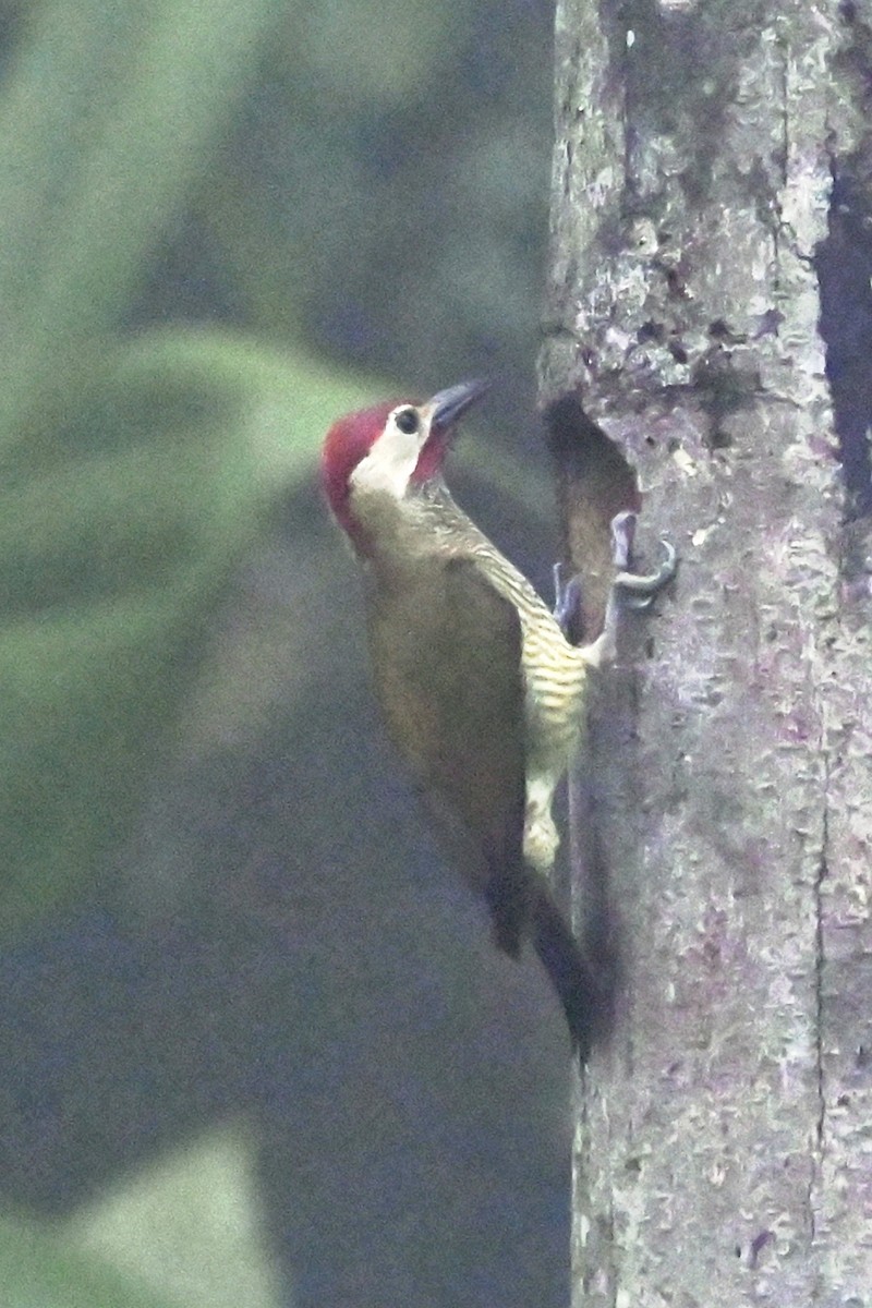 olivenspett - ML646349030