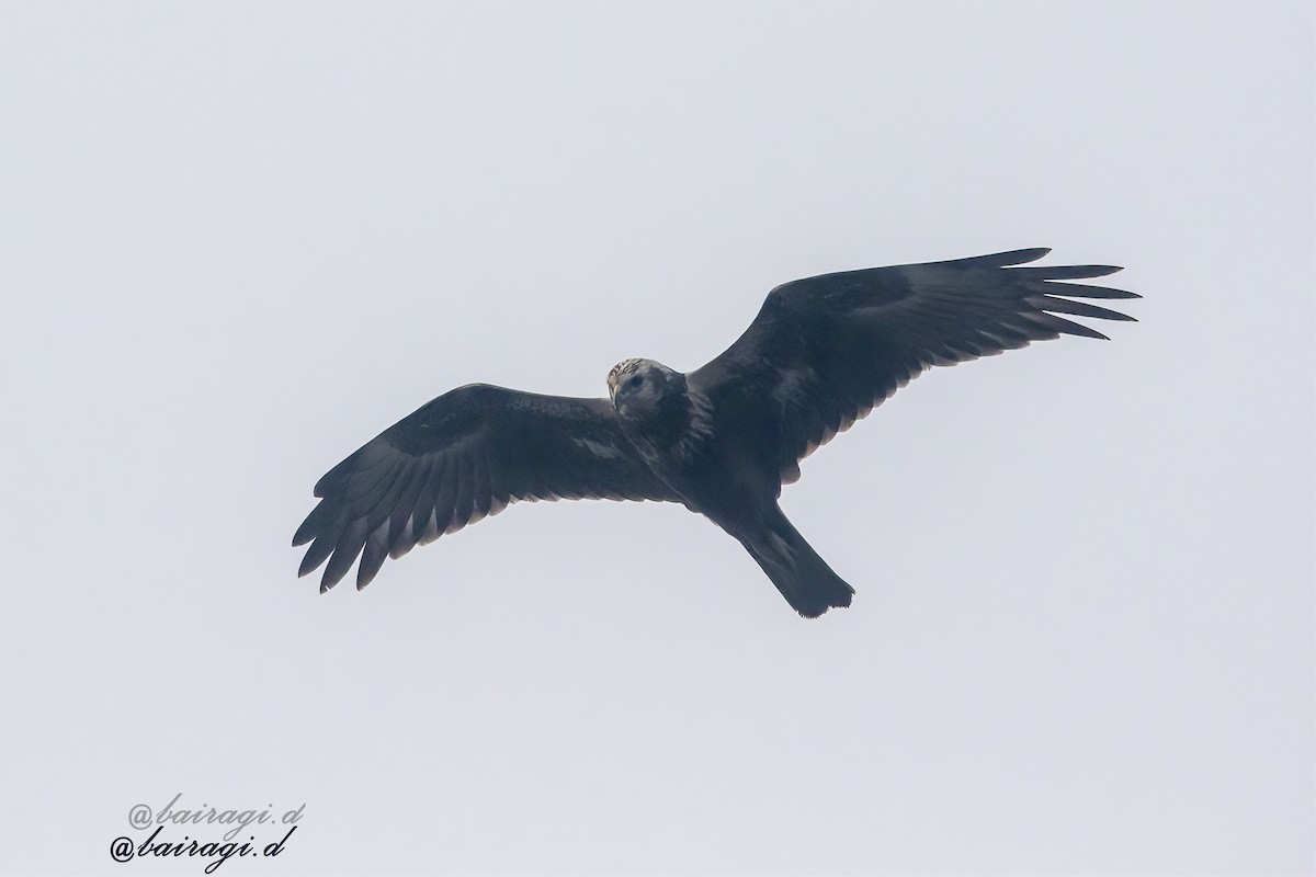 østsivhauk - ML646349031