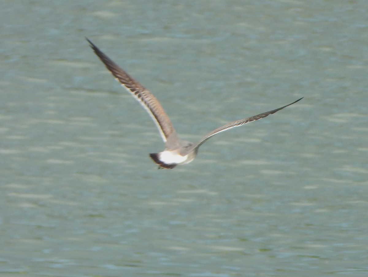 lattermåke - ML646349032