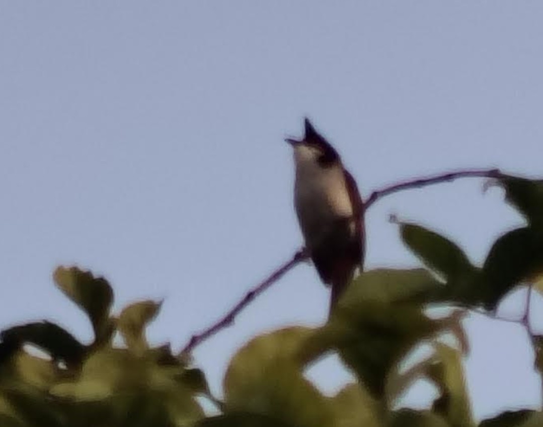 rødørebylbyl - ML646349034