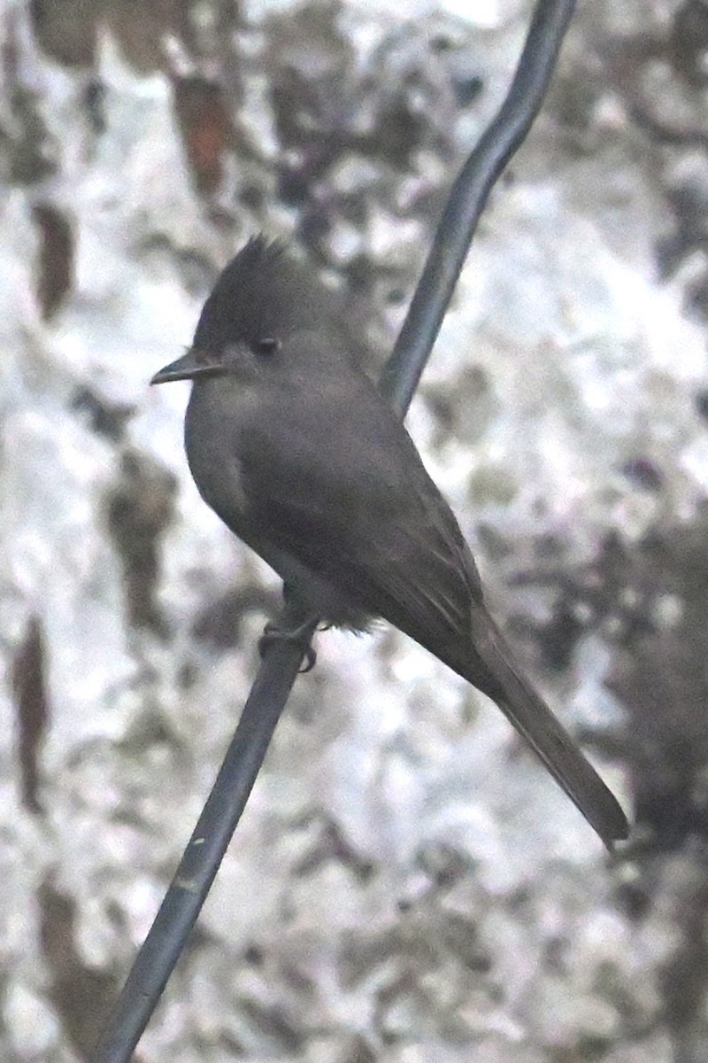 røykpivi - ML646349035