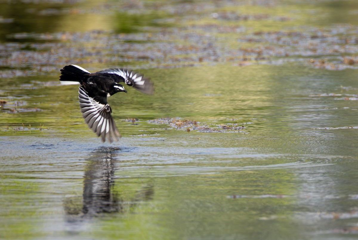 skjæreerle - ML646349036