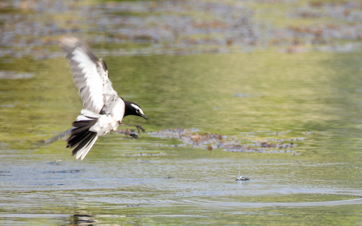 skjæreerle - ML646349037