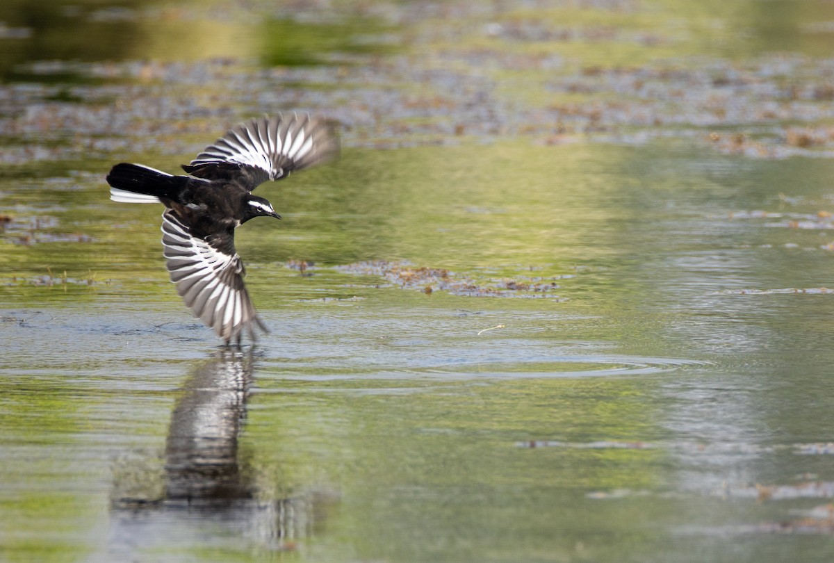 skjæreerle - ML646349038