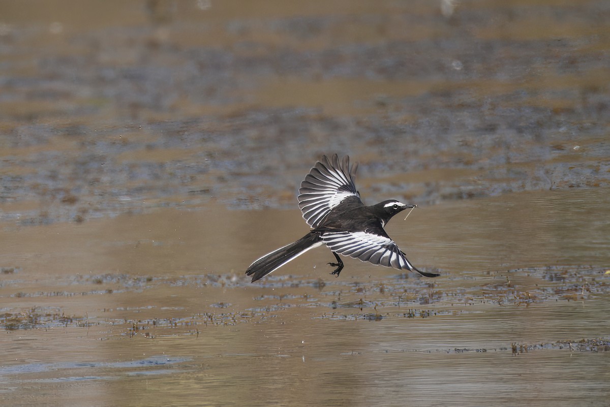 skjæreerle - ML646349039