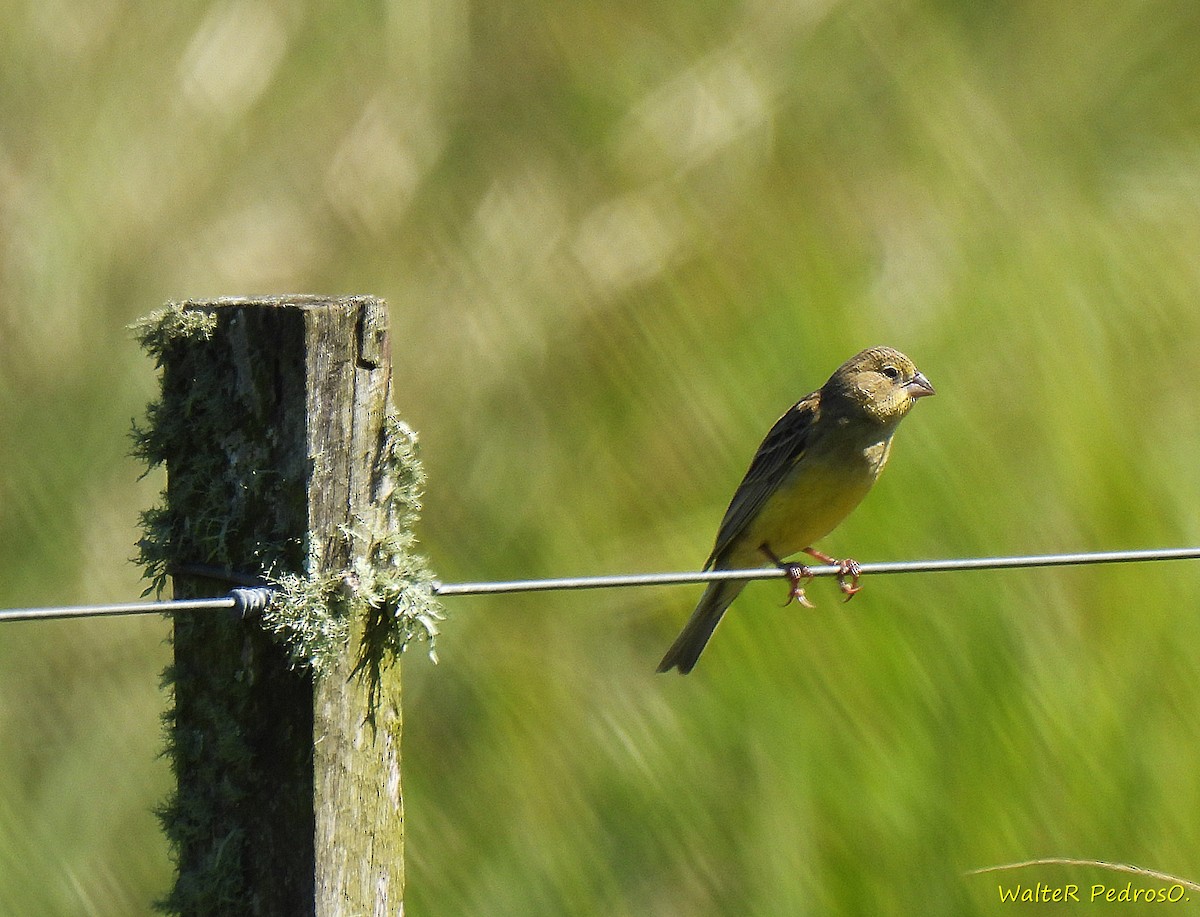 solbukspurv - ML646349041