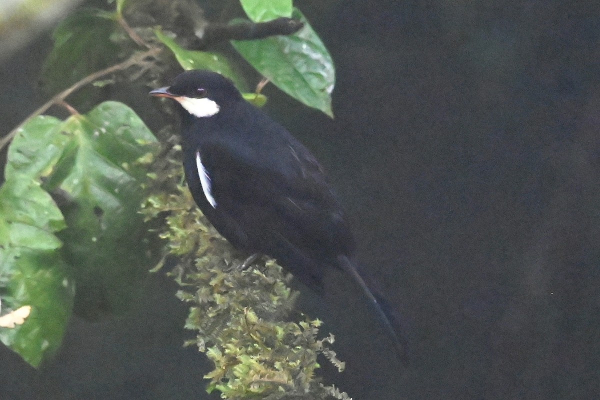 svartsolitærtrost - ML646349042