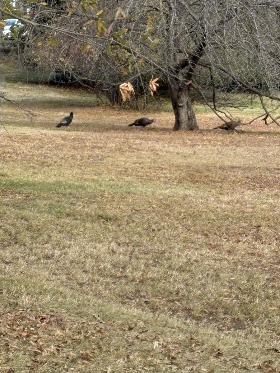 kalkun - ML646349045