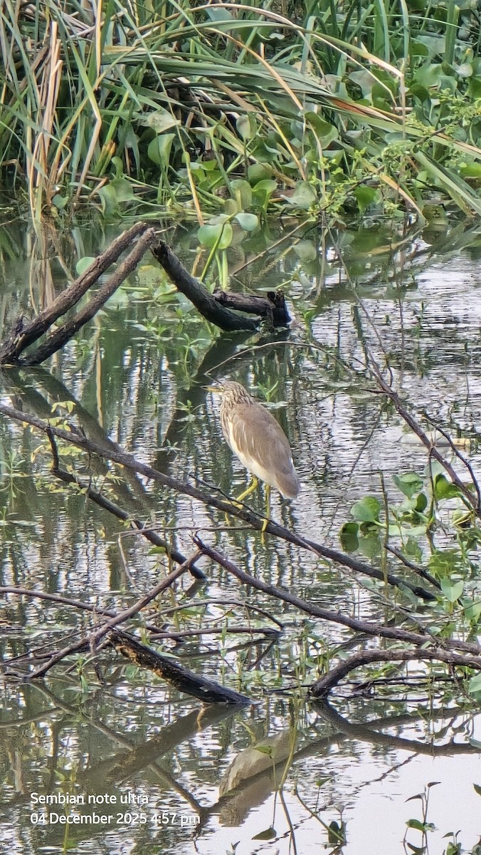 mangrovehegre - ML646349046