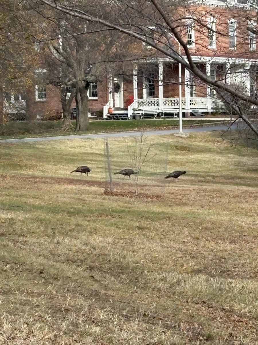 kalkun - ML646349049