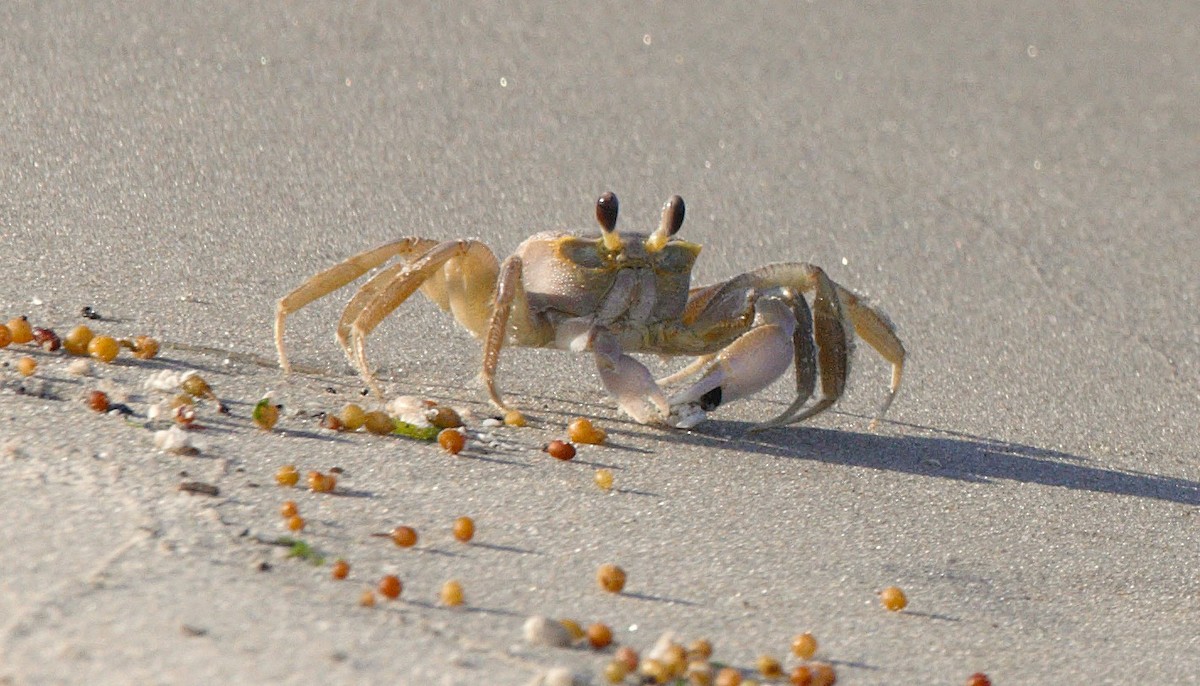 Atlantic Ghost Crab - ML646349051