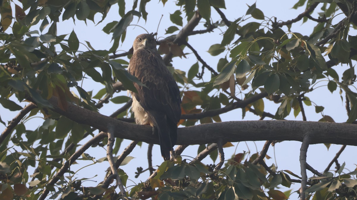 Bonelli's Eagle - ML646349052
