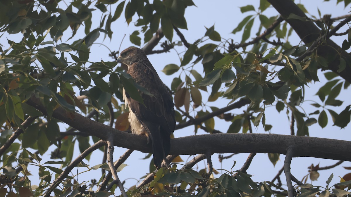 Bonelli's Eagle - ML646349053