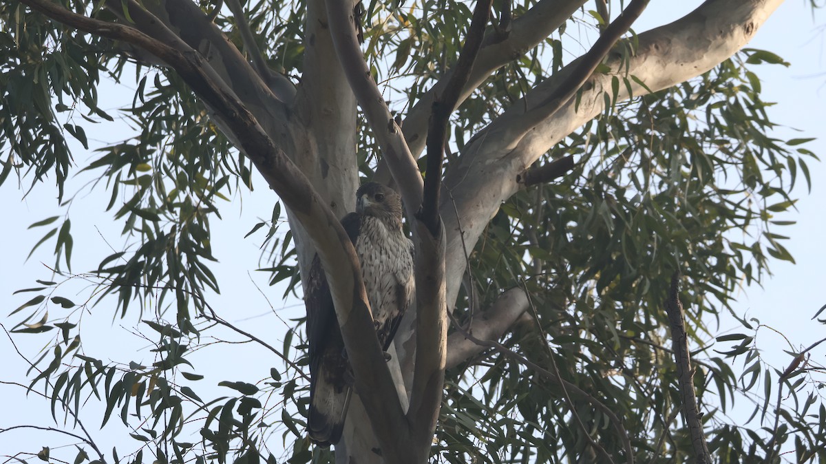 Bonelli's Eagle - ML646349054