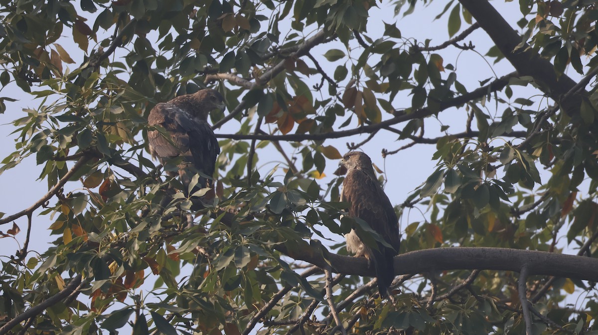 Bonelli's Eagle - ML646349055