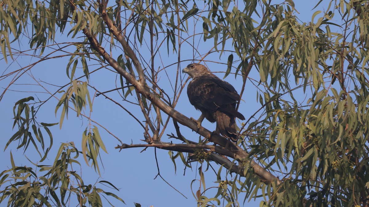 Bonelli's Eagle - ML646349057