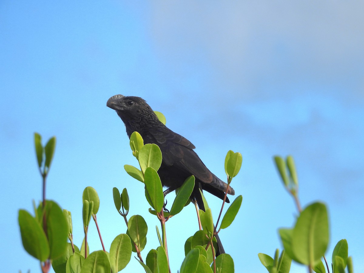 glattnebbani - ML646349058